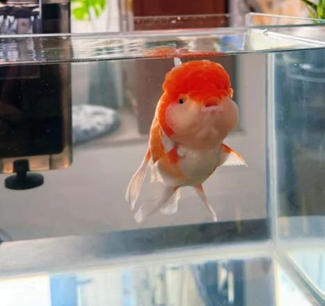 容易飼養的魚