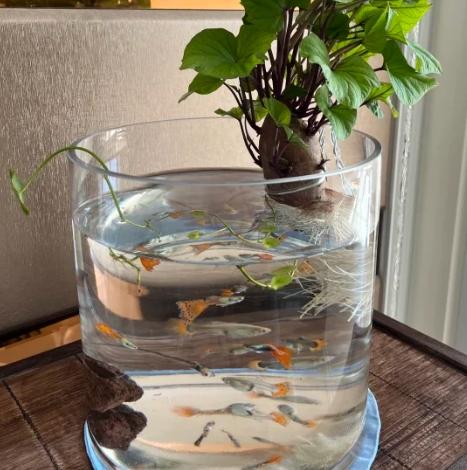 水耕植物養魚 水耕植物養魚