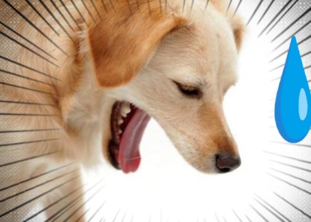 狗狗呕吐症状