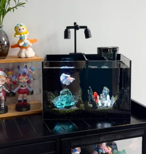 水族箱魚種 水族箱魚種