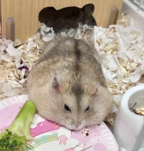 布丁鼠飼養方法