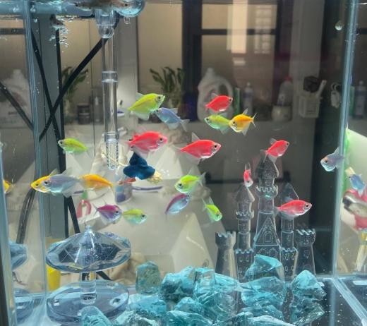 養魚指南 養魚指南