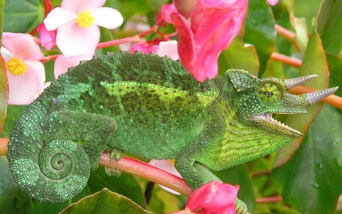 七彩變色龍飼養