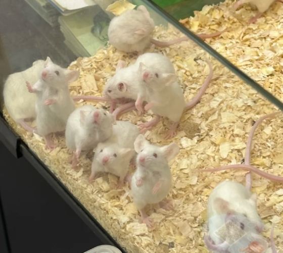 如何延長白老鼠壽命