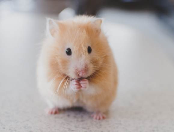 布丁鼠飼養須知