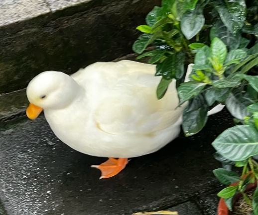 柯爾鴨品种介绍