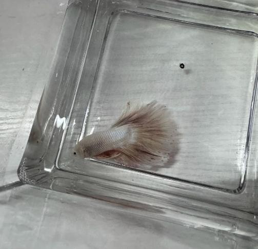 魚類健康檢查 魚類健康檢查