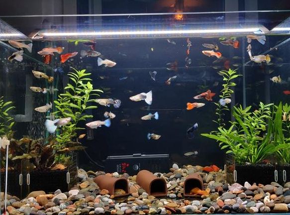 好看又好養的魚