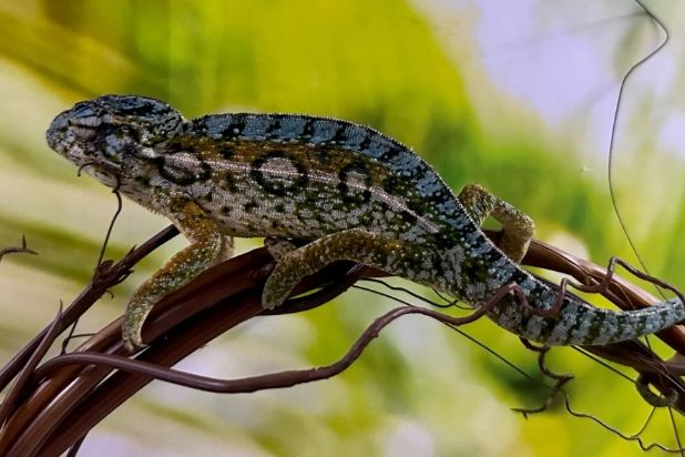 變色龍飼養成本