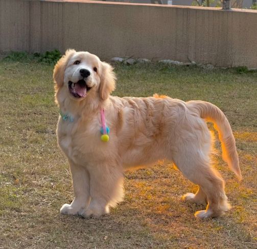 金毛尋回犬性格 金毛尋回犬性格