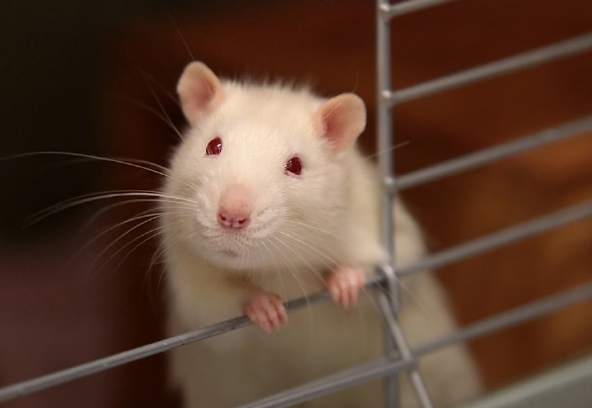 如何延長白老鼠壽命