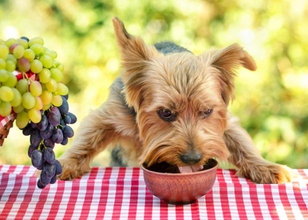 葡萄對狗毒性 葡萄對狗毒性