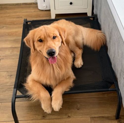 金毛飼養指南 金毛飼養指南