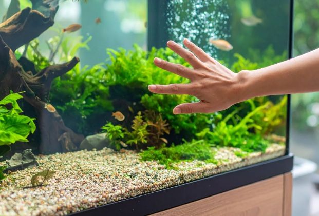 硝化菌要開燈嗎？