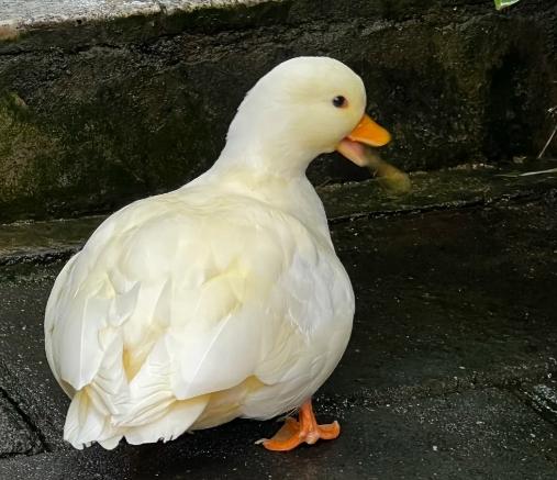 柯爾鴨飼養技巧