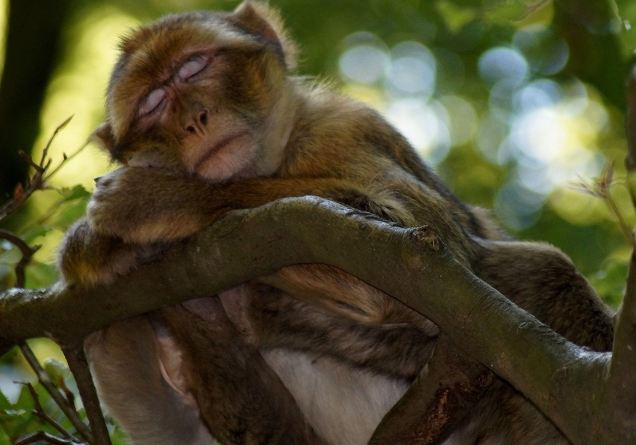 猴子睡覺方式 猴子睡覺方式