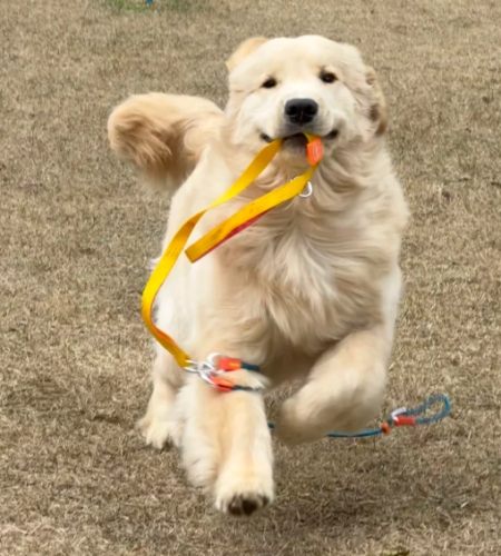 金毛尋回犬性格 金毛尋回犬性格