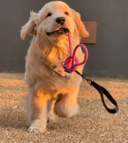金毛飼養指南 金毛飼養指南