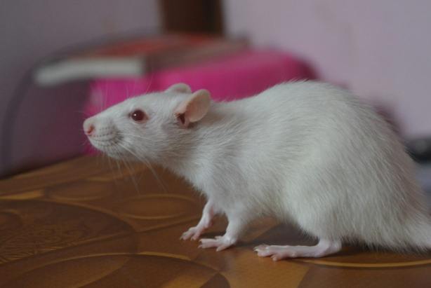 白老鼠平均壽命