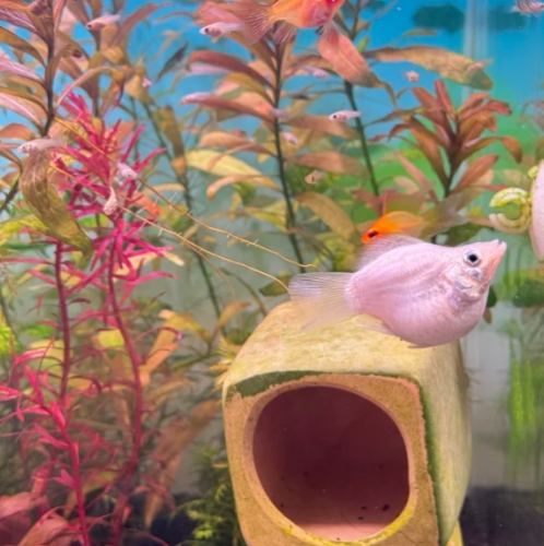 新手養魚推薦 新手養魚推薦