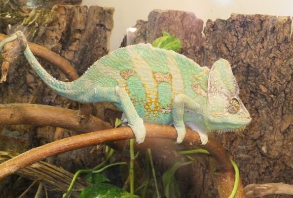 迷你變色龍品種