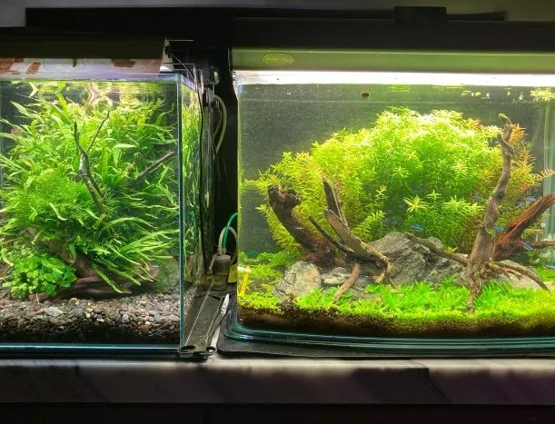 硝化菌光照 硝化菌光照