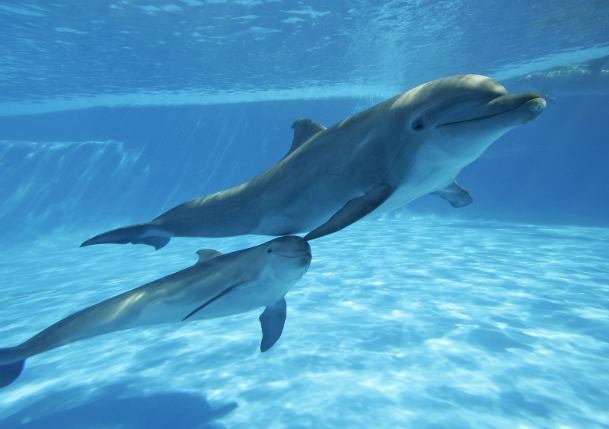 海豚睡眠模式 海豚睡眠模式