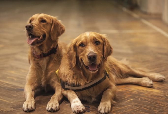 黃金獵犬性格 黃金獵犬性格