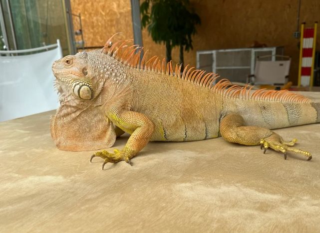 台灣外來種防治 台灣外來種防治