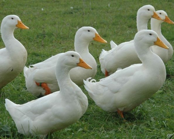 養鴨方法