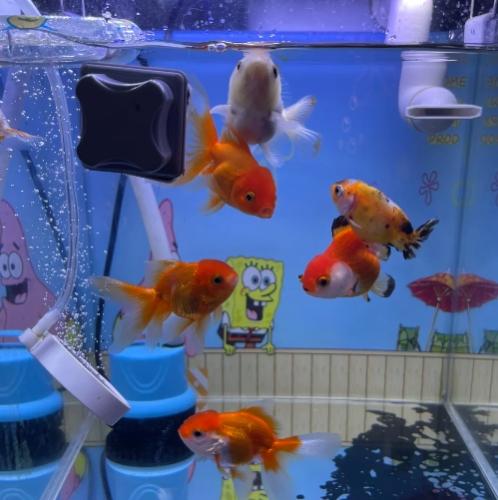 自來水養魚處理 自來水養魚處理