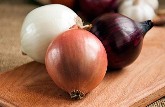 洋蔥對貓的危害