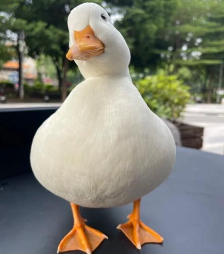 柯爾鴨飼養成本