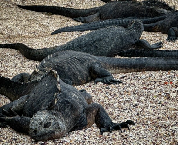 海鬣蜥種類 海鬣蜥種類