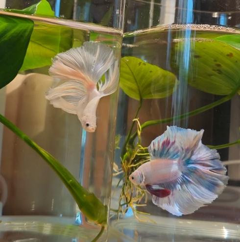 新手養魚推薦 新手養魚推薦