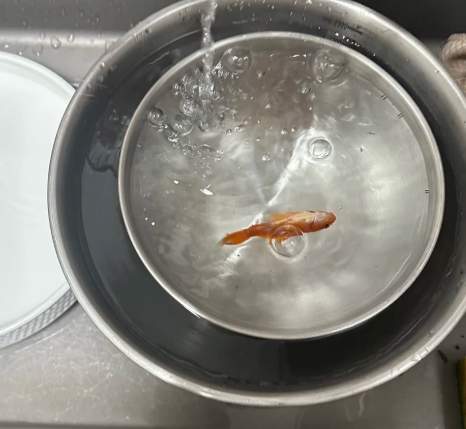 魚死亡症狀 魚死亡症狀