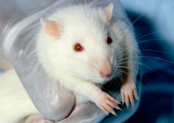 白老鼠平均壽命