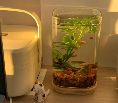 養魚自來水 養魚自來水