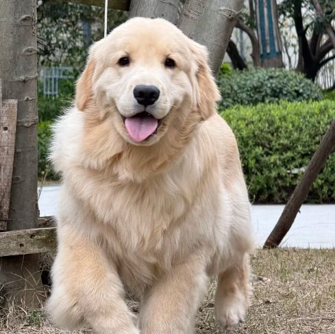 金毛獵犬聰明度