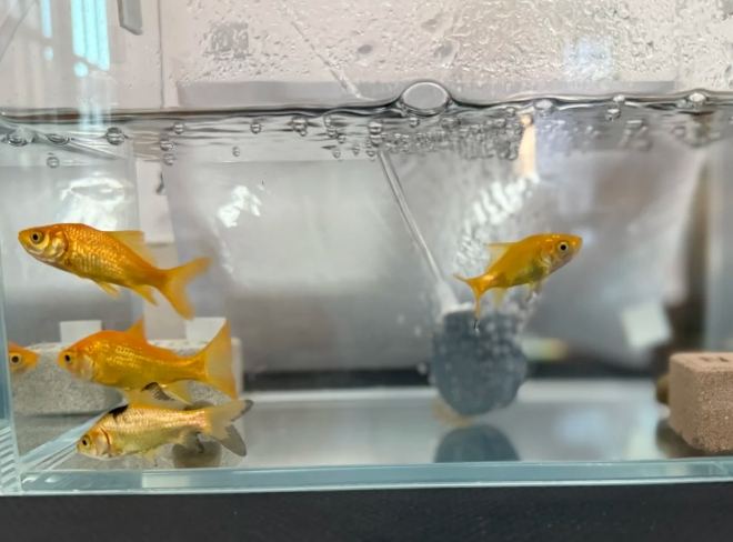 魚缸水質管理 魚缸水質管理