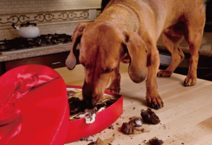 狗吃巧克力 狗吃巧克力