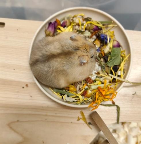 布丁鼠飼養 布丁鼠飼養