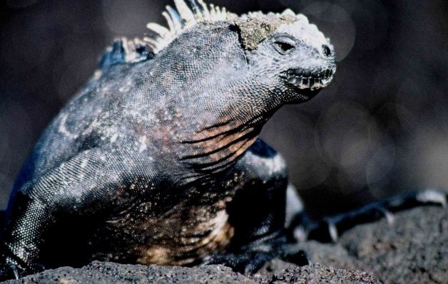 海鬣蜥體型 海鬣蜥體型