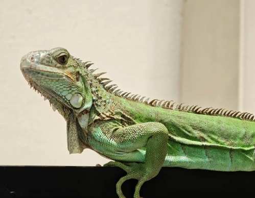 台灣外來種防治 台灣外來種防治