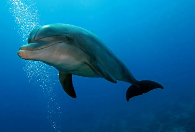 海豚睡覺時間 海豚睡覺時間