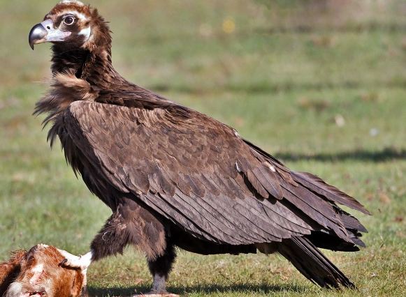 綠鬣蜥天敵 綠鬣蜥天敵