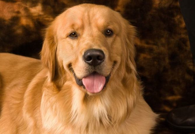 黃金獵犬咬人 黃金獵犬咬人