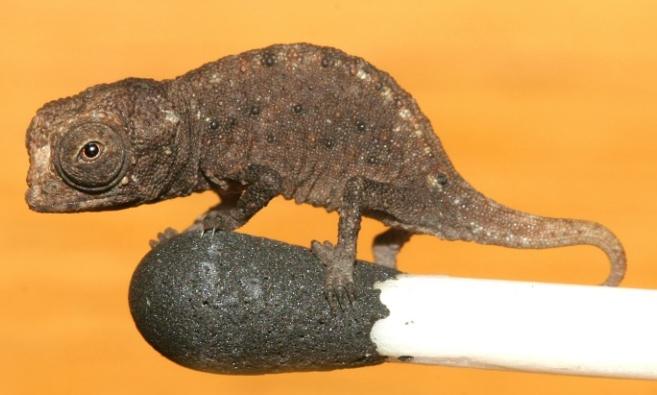 變色龍飼養成本