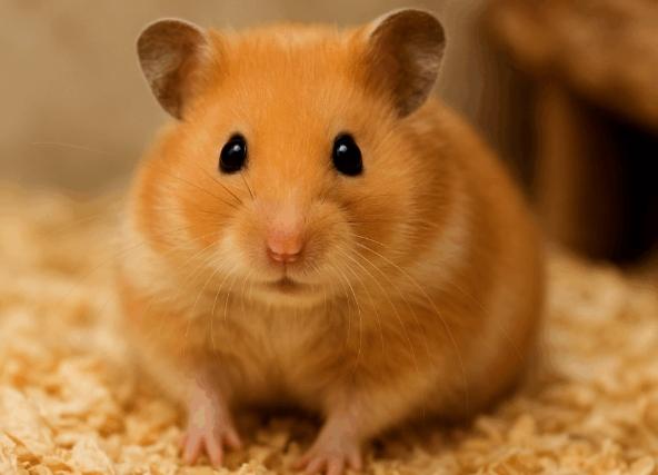 布丁鼠照顧技巧