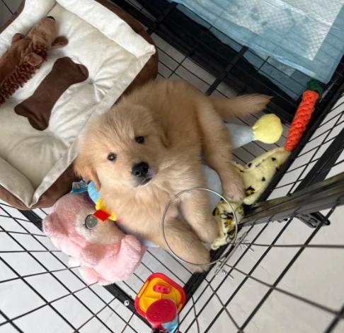 金毛幼犬飼養